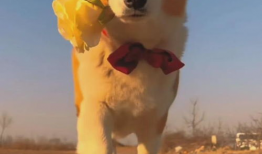 狗狗配对视频,配对视频中的温馨瞬间